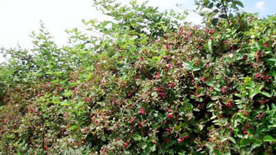 Blackberries in Millwood WV photo 3