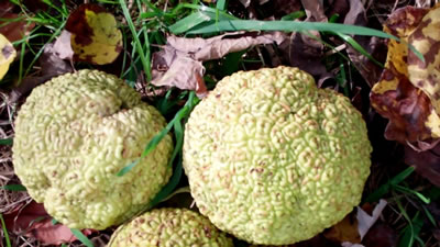 Hedge apples in Millwood WV photo 1